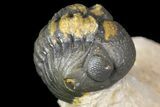 Cyphaspis Trilobite With Translucent Shell & Austerops #163377-6